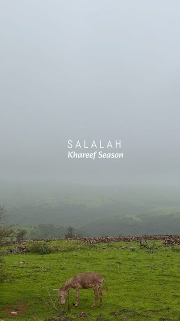 🌿 There is a feeling that only Khareef in Salalah can bring… 🌧️🤍
The sound of rain, the cool mountain breeze, the smell of wet earth, and endless shades of green across Dhofar. 💚
Every year, nature writes a new story here. 🇴🇲✨
What is your favourite Khareef memory? 👇🤍
🌿 هناك شعور لا يشبهه أي شعور آخر في خريف صلالة…
صوت المطر، ونسمات الجبال الباردة، ورائحة الأرض بعد المطر، واللون الأخضر الذي يملأ ظفار. 💚
في كل عام، تكتب الطبيعة قصة جديدة هنا. 🇴🇲✨
ما أجمل ذكرى لك في موسم الخريف؟ 👇#Salalah #SalalahKhareef #DhofarOman #VisitOman #DiscoverOman + خريف_صلالة ظفار عمان