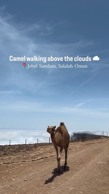 🐪☁️ Somewhere above the clouds… Jebel Samhan, Salalah.
During Khareef season, Jebel Samhan transforms into one of the most spectacular landscapes in Dhofar, Oman. Mist, clouds, dramatic mountain cliffs and lush green scenery create moments that feel almost unreal.
And then there’s a camel casually walking above the clouds. 🐪💚
📍 Jebel Samhan, Salalah, Dhofar, Oman
✨ Experience the magic of Khareef Salalah with Go Salalah Tour. Book your private tour and discover the mountains, viewpoints and hidden gems of Dhofar.
#JebelSamhan #JabalSamhan #Salalah #SalalahOman #Khareef KhareefSeason SalalahKhareef Dhofar DhofarOman Oman VisitOman TravelOman OmanTourism ExploreOman DiscoverOman ThingsToDoInSalalah SalalahTours OmanMountains Camel AboveTheClouds NatureOman GoSalalahTour