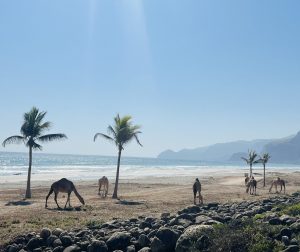 Przeczytaj więcej o artykule Plaża Mughsail w West Salalah