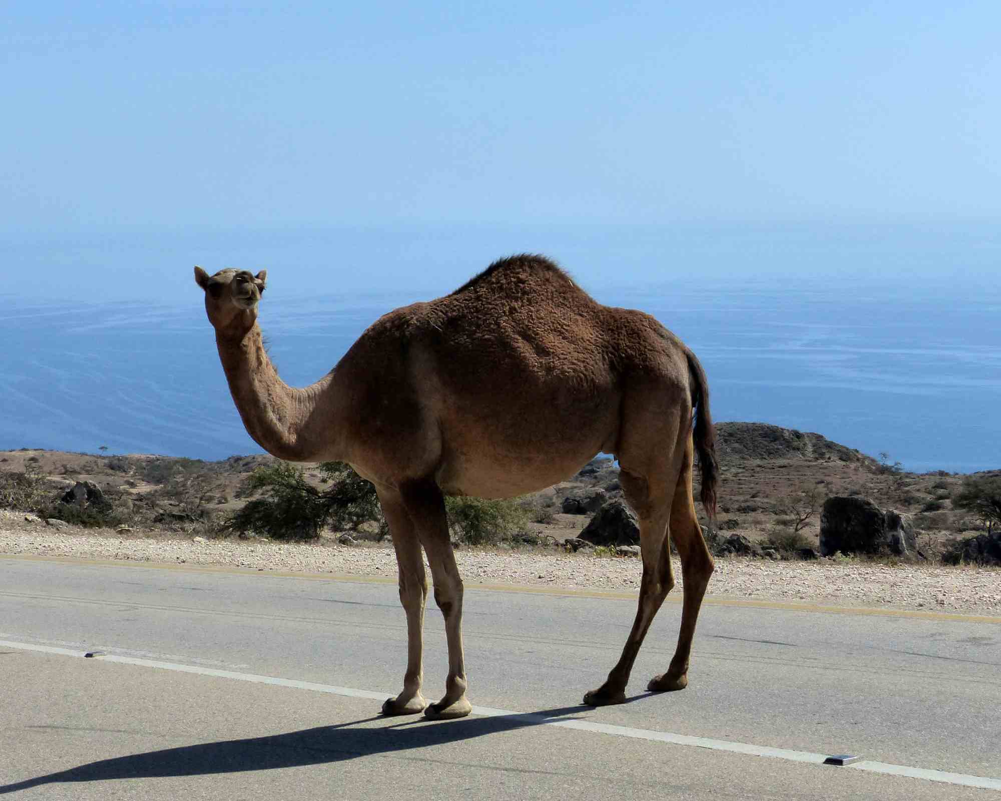 Camel in West Salalah