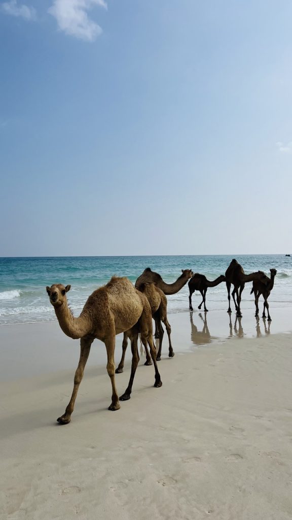 الجمال على شاطئ الفزاية