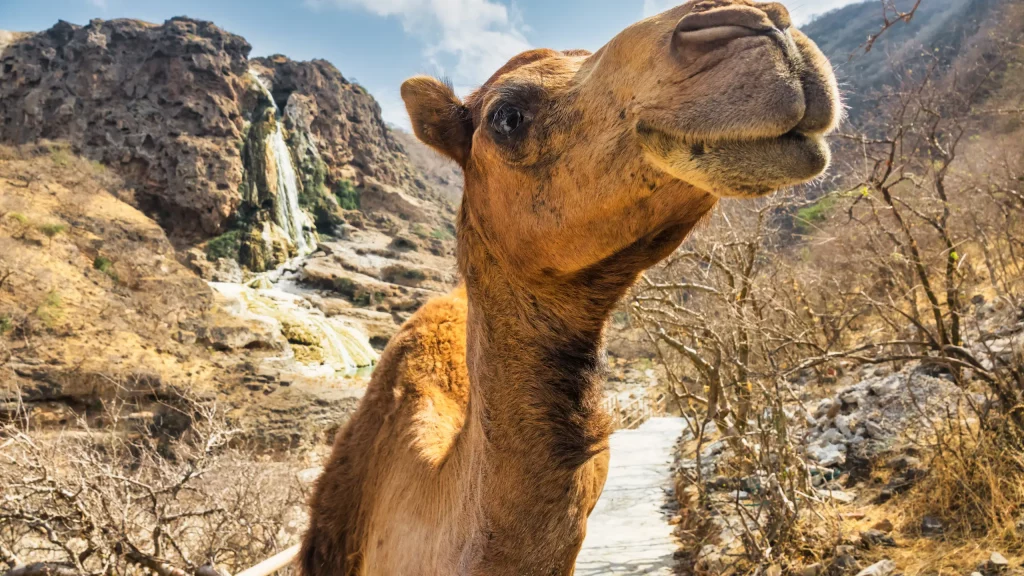 Camello Wadi Darbat