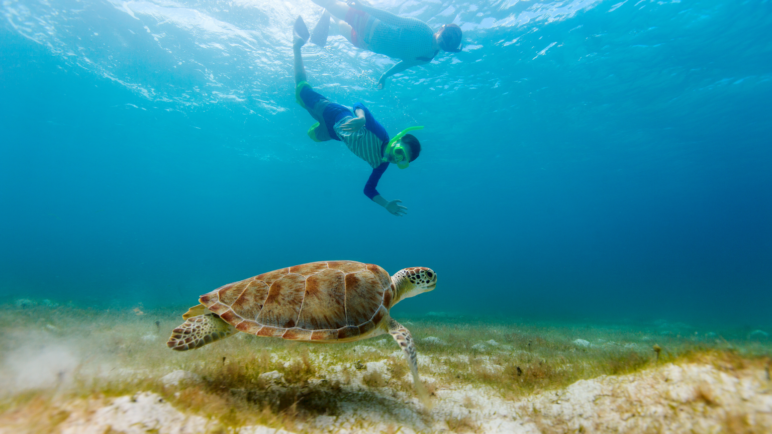Turtle in Mirbat