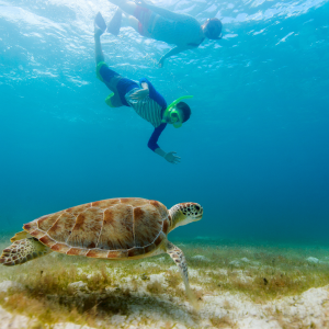 在米尔巴特浮潜