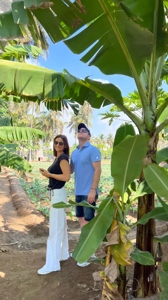 Plantations à Salalah