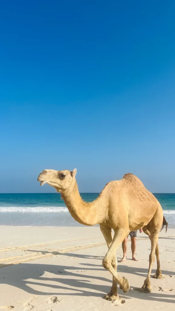 الجمل في فوشي