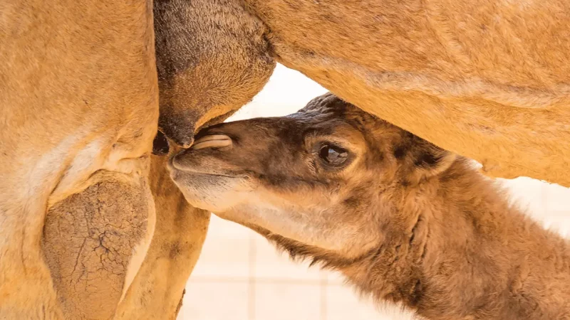 Baby Camel Drinking