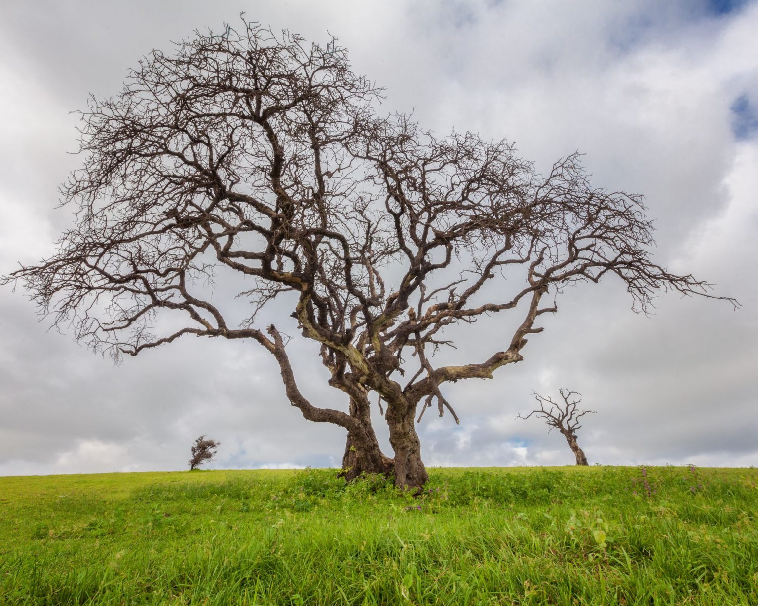 Tree in Khareef Season