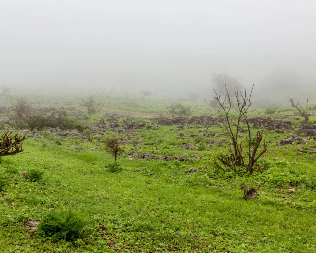 ضبابي الخريف المناظر الطبيعية