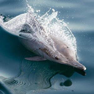 Dolphin Watching Salalah