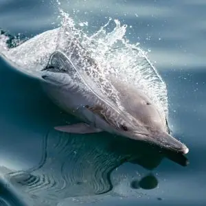 Dolphin Watching Salalah