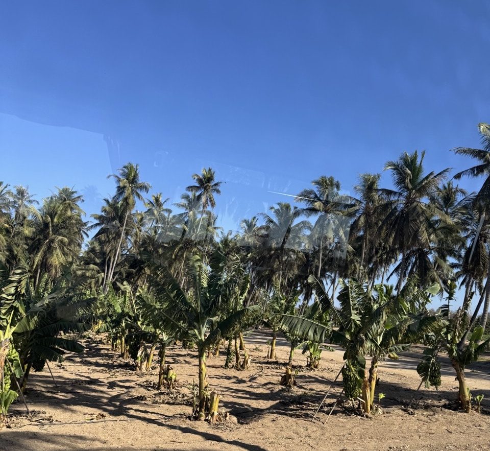 Razat Royal Farm Salalah Banana Plantations