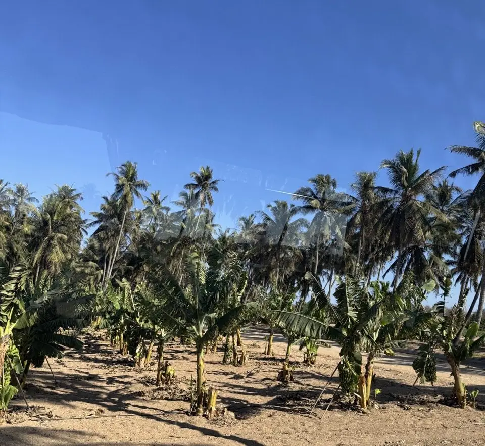 Razat Royal Farm Salalah Banana Plantations